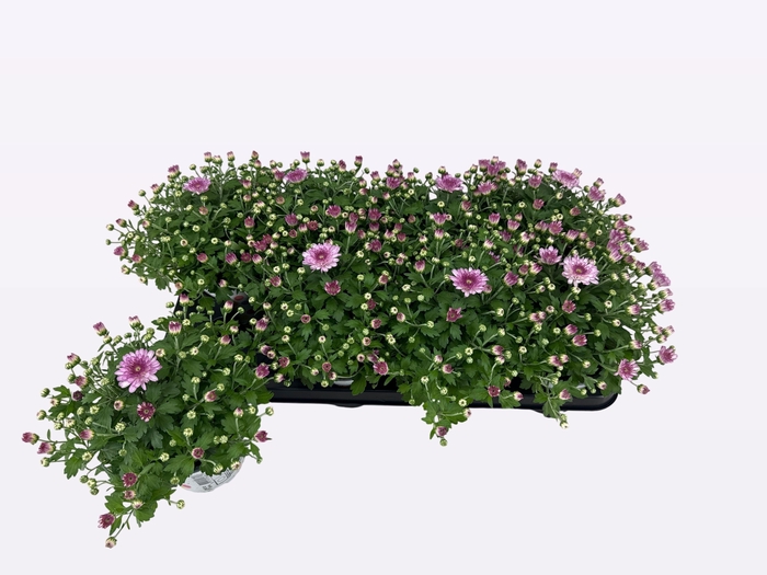 <h4>CHRY FLAIR PINK</h4>