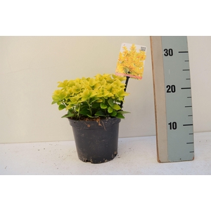 Euonymus japonicus El Dorado PBR