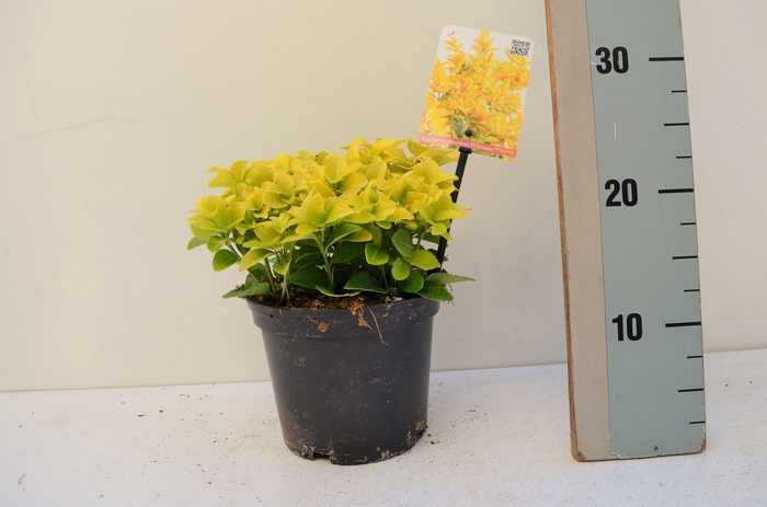 <h4>Euonymus japonicus El Dorado PBR</h4>
