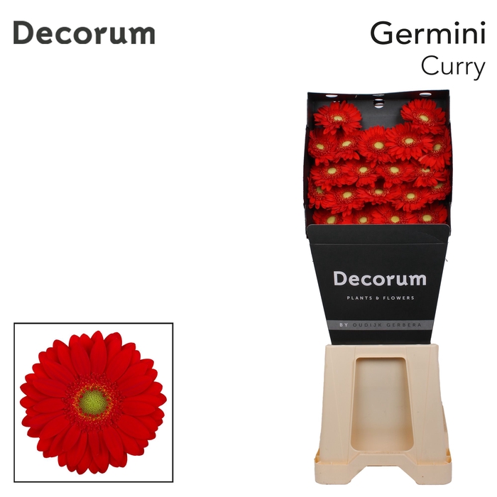 <h4>Germini Curry Diamond per kaart</h4>