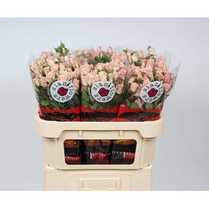 R TR FLEURETTE