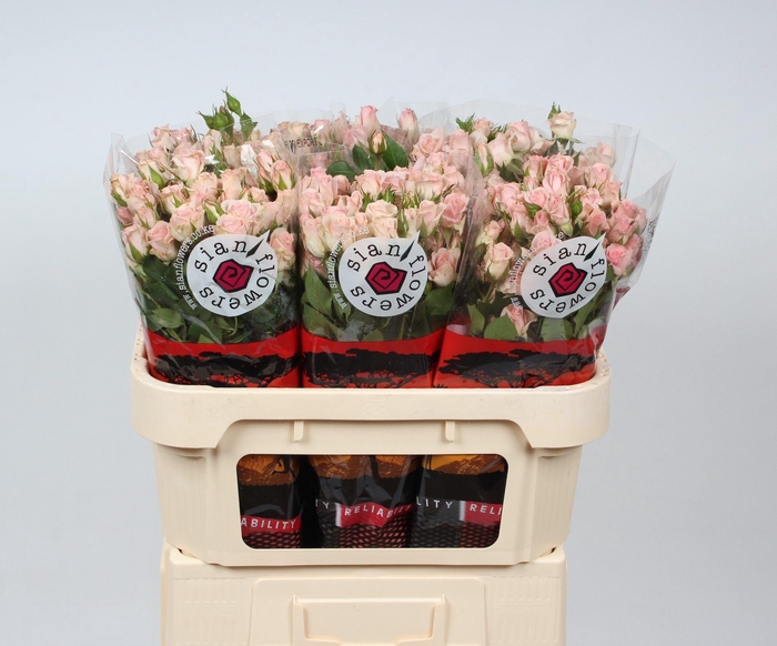 <h4>R TR FLEURETTE</h4>