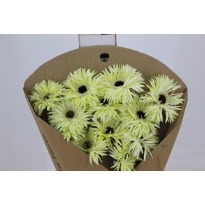 GERBERA PASTINI RIVELLO < 050 CM < 10 CM DIAM