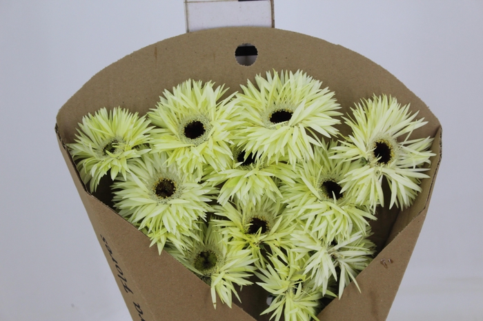 GERBERA PASTINI RIVELLO < 050 CM < 10 CM DIAM