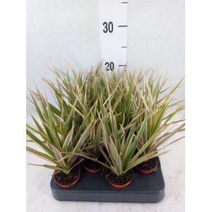 Dracaena marg. 'Bicolor'
