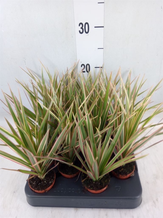 <h4>Dracaena marg. 'Bicolor'</h4>