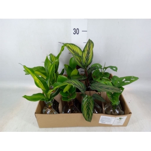 Planten  ..mix