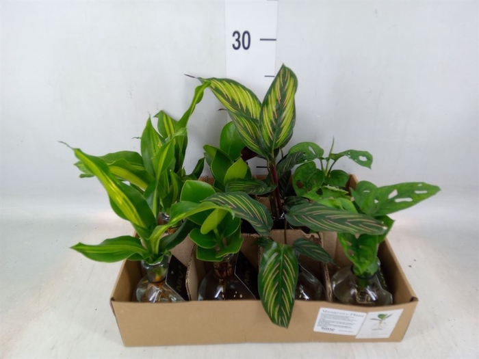<h4>Planten  ..mix</h4>