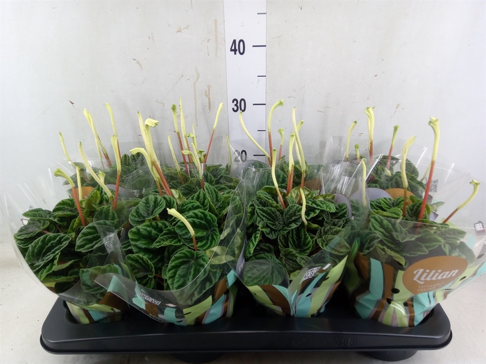 <h4>Peperomia caperata 'Lilian'</h4>