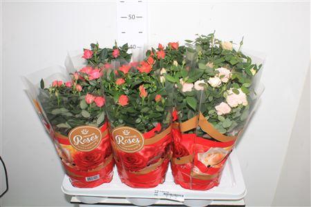 <h4>Ro Fav Ro Gem 3 Srt</h4>