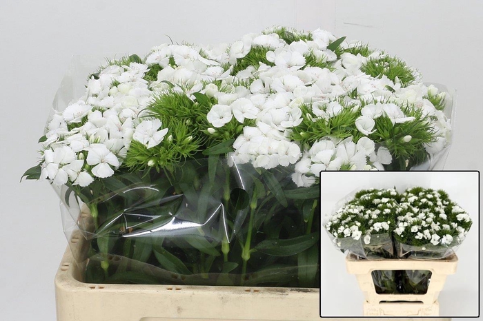 <h4>DI BARB DUKE BRE</h4>