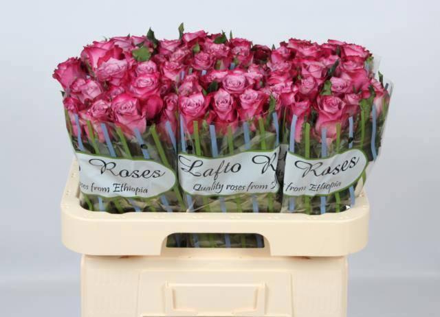 <h4>R GR DEEP PURPLE</h4>