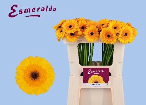 <h4>GE MI DAVIDSON</h4>