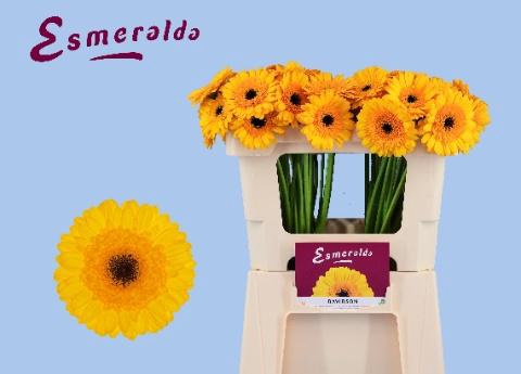 <h4>GE MI DAVIDSON</h4>