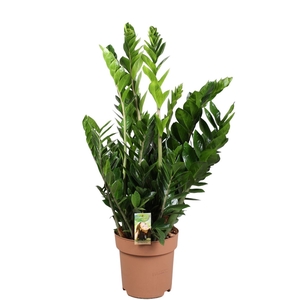 Zamioculcas Zamiifolia