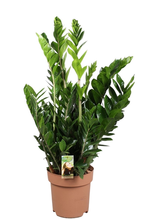 <h4>Zamioculcas Zamiifolia</h4>