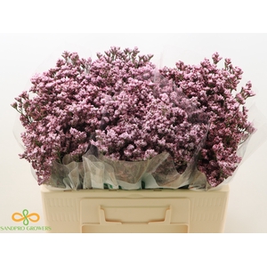 Limonium Silvery Pink