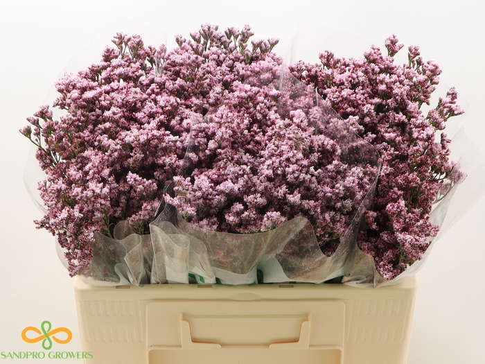 Limonium Silvery Pink