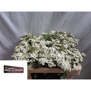 Achillea M White Beauty