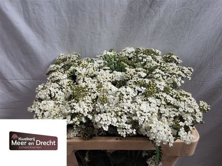 <h4>Achillea M White Beauty</h4>