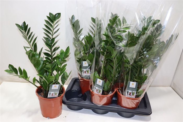 <h4>arr8 Zamioculcas Zamiifol</h4>