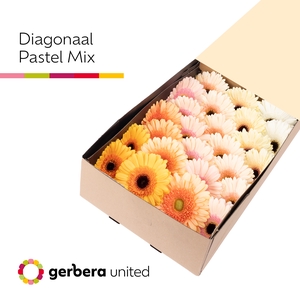 Gerbera Mix Pastel Doos