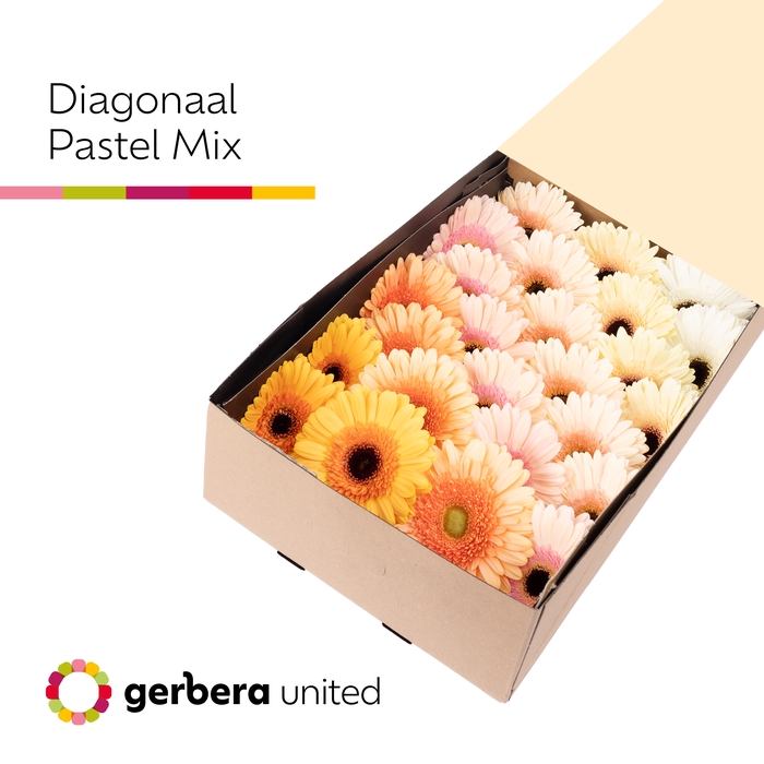 Gerbera Mix Pastel Doos