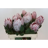 Protea Cynaroides