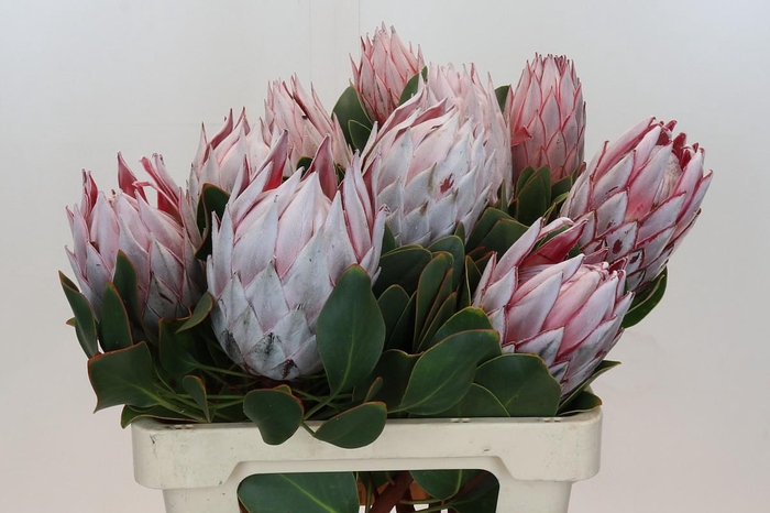 <h4>Protea Cynaroides</h4>