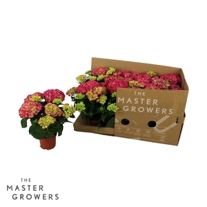 Hydrangea TableTensia Roze 10cm 5+ ECO