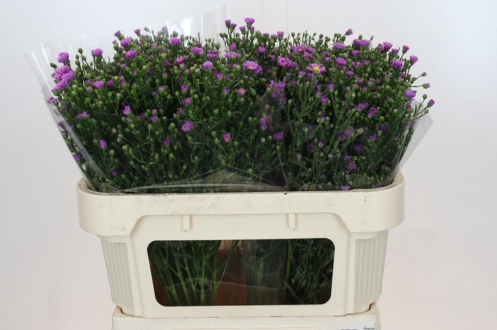 <h4>Aster Casarosa</h4>