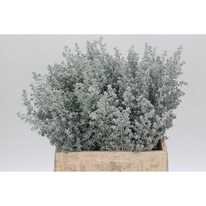 Kochia (Maireana Sedifolia)