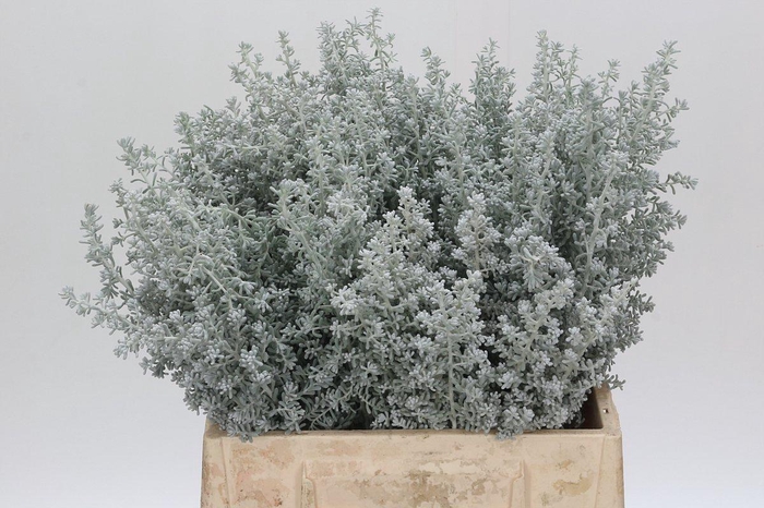 <h4>Kochia (Maireana Sedifolia)</h4>