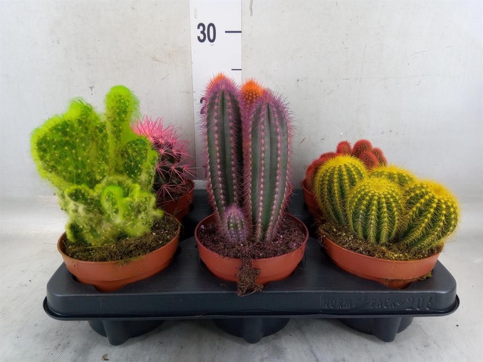 <h4>Cactus   ...</h4>