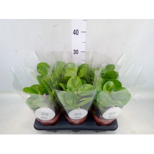 Pilea peperomoides