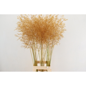 STIPA GIGANTEA 100CM