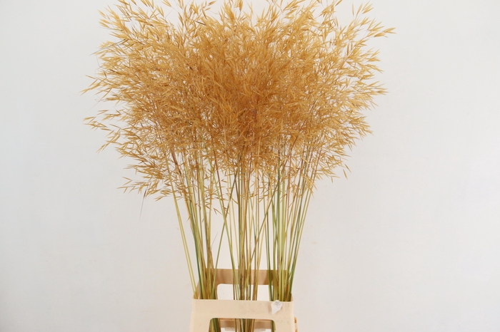 <h4>STIPA GIGANTEA 100CM</h4>