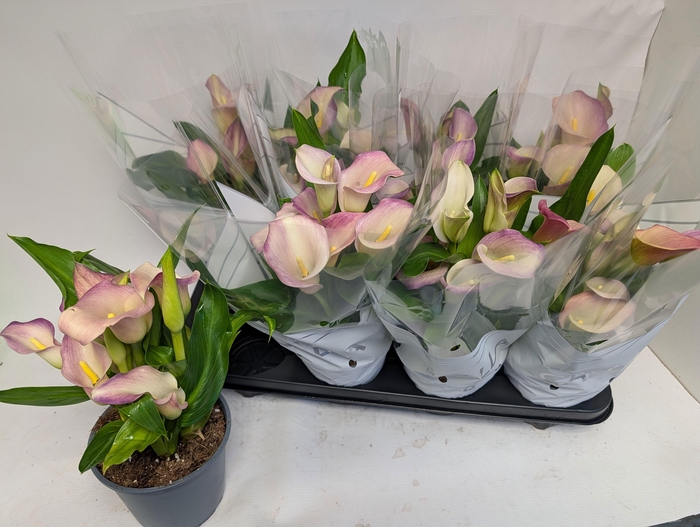 <h4>ZANT CAPT MARRERO</h4>