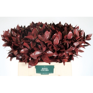 Ruscus L60 Klbh. Rood