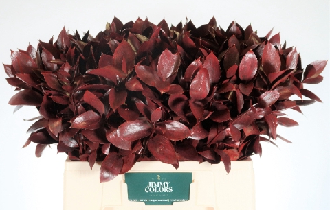 <h4>Ruscus L60 Klbh. Rood</h4>