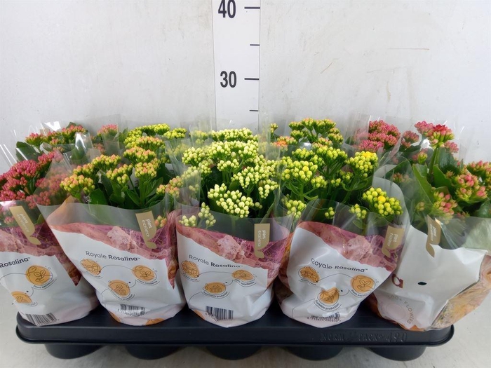 <h4>Kalanchoe blos. 'RoyalDon'   ..mix</h4>