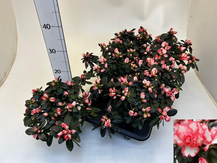 <h4>RHODO SI OV</h4>