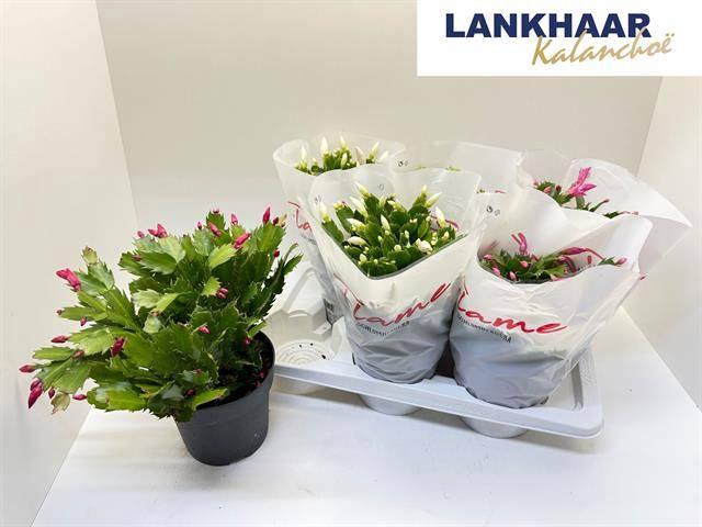 <h4>SCHLUMB FLAME GEM</h4>