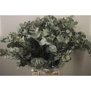 Euc Cinerea Per Bunch Za Short Spray