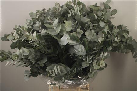 <h4>Euc Cinerea Per Bunch Za Short Spray</h4>