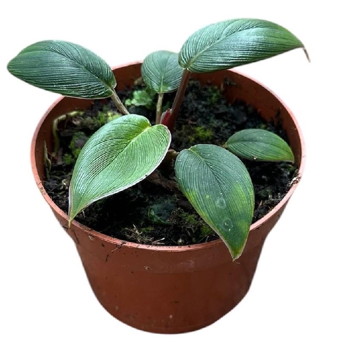 <h4>Homalomena 'Camouflage' Red Sumatra</h4>