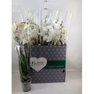 Phalaenopsis   ...white
