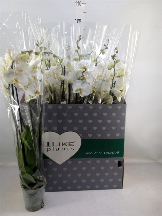 <h4>Phalaenopsis   ...white</h4>