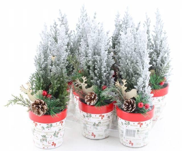 <h4>Cham L Ellwoodii</h4>