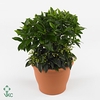 ARDISIA CRENATA BOS PREMIUM P14